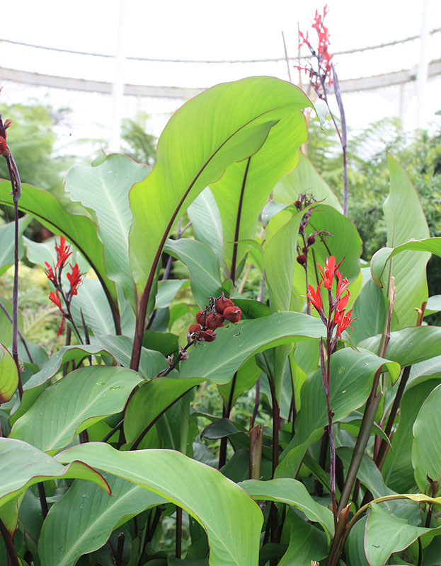 Канна индийская (Canna indica)