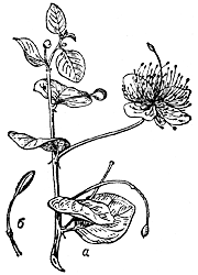 Каперсы колючие