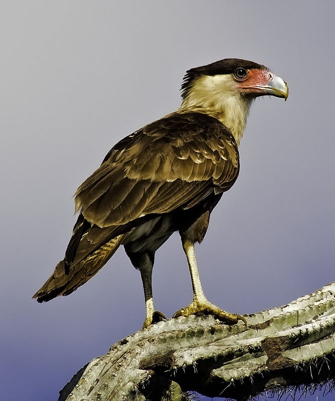 Хохлатая каракара (Caracara plancus)