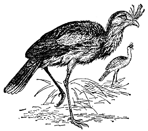 Хохлатая кариама (Cariama cristata)