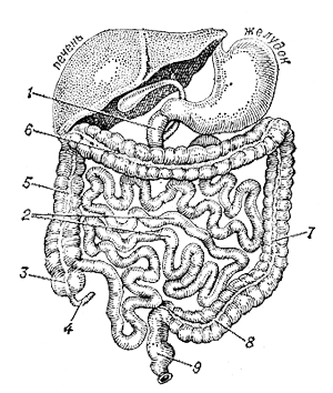 Кишечник человека