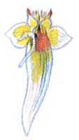 Морской ангелок Clione limacina