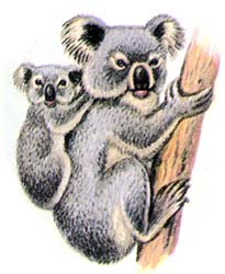 Коала