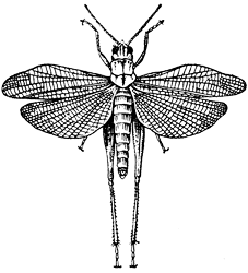 Темнокрылая кобылка (Stauroderus scalaris)