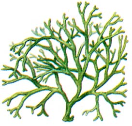 Кодиум хрупкий (Codium fragile)