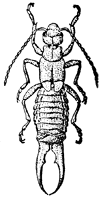 Обыкновенная уховёртка (Forficula auricularia)