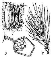 Коконы