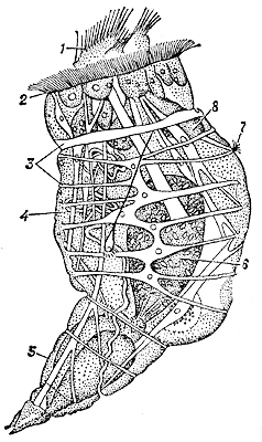 Коловратки