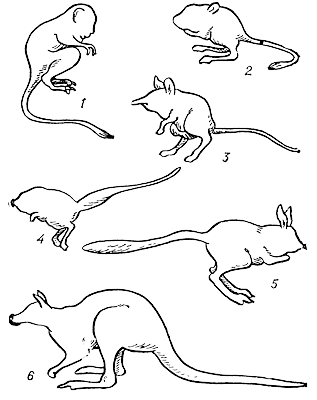 Конвергенция