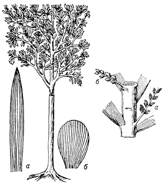 Кордаитовые