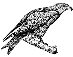 Чёрный коршун Milvus korschun
