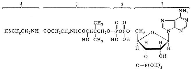 Кофермент А