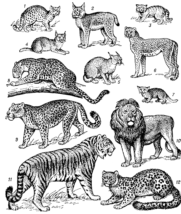 Кошачьи