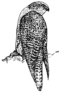 Кречет (Falco gyrfalco)