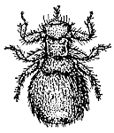 Рунец овечий (Melophagus ovinus)