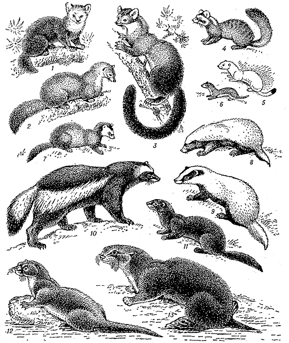 Куньи