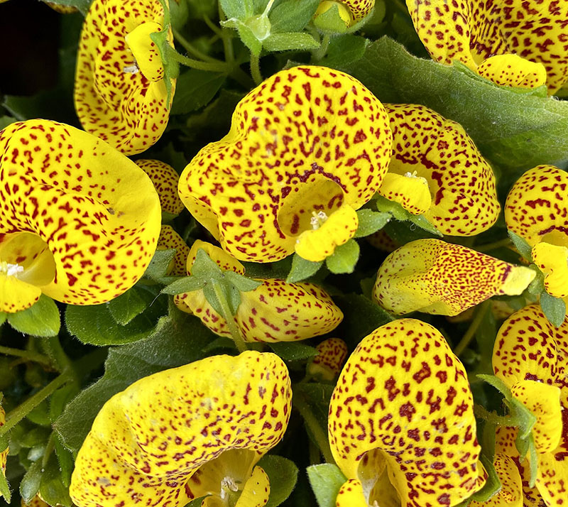 Кальцеолярия двухцветковая (Calceolaria biflora)