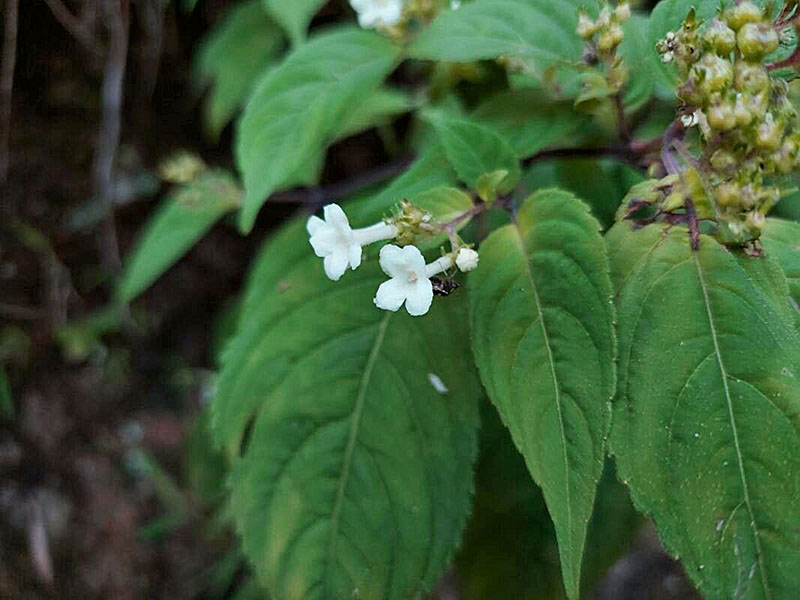Карлемания (Carlemannia congesta)