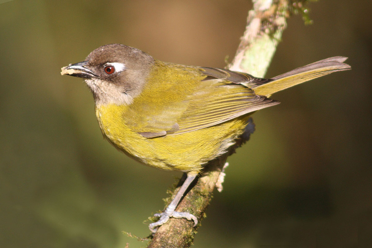 Очковая кустарниковая танагра (Chlorospingus flavopectus)