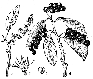 Лавровишня лекарственная