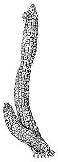 Эхиднопсис Echidnopsis coreiformis