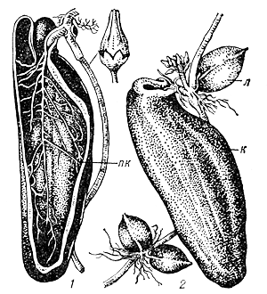 Дисхидия Dischidia rafflesiana