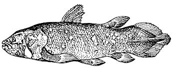 Латимерия