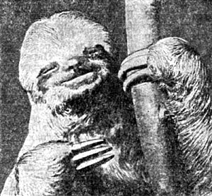 Трёхпалый ленивец (Bradypus tridactylus)