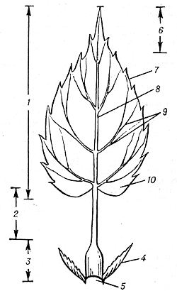 Прилистники