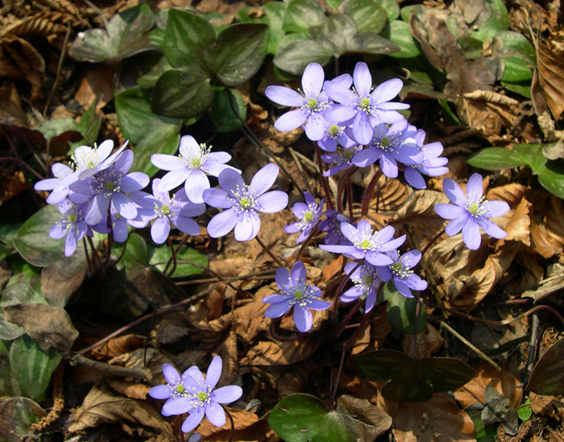 Печёночница благородная (Anemone hepatica)