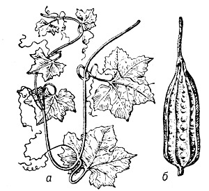 Люффа гранистая