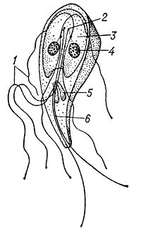 Лямблия Lamblia intestinalis