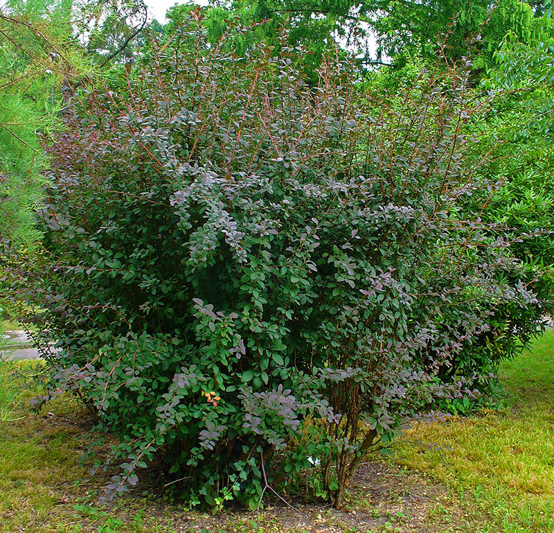 Барбарис обыкновенный (Berberis vulgaris)