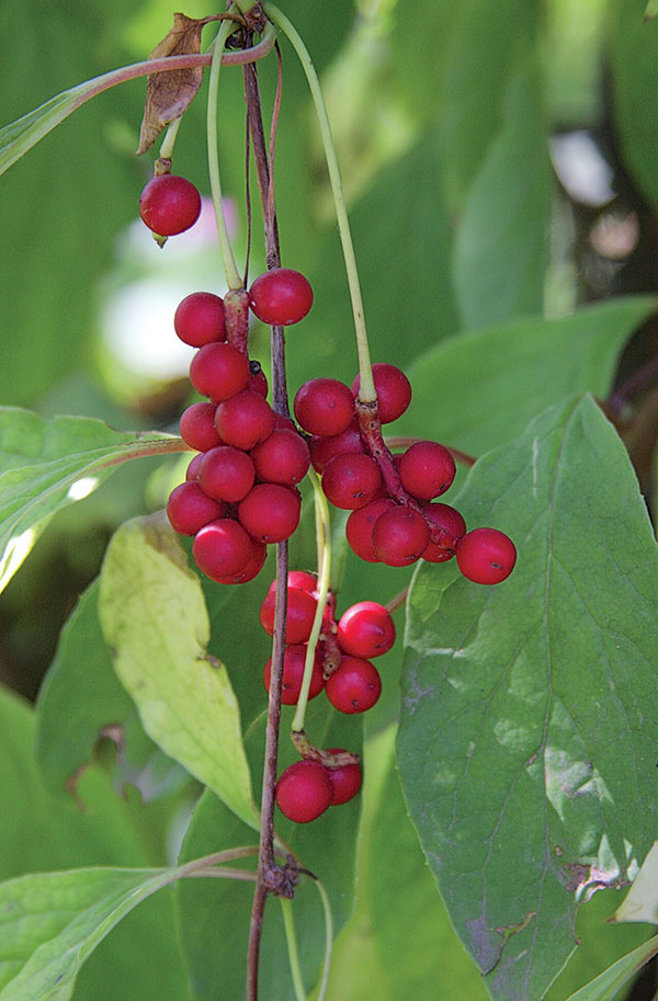 Лимонник китайский Schisandra chinensis