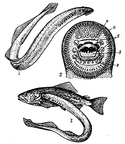 Миноги