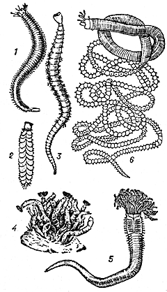 Многощетинковые черви