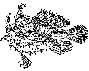 Морской клоун