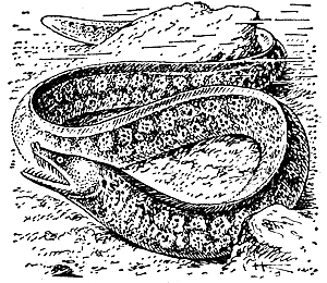 Средиземноморская мурена