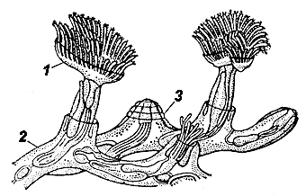 Мшанка Plumatella repens