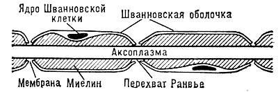 Нервное волокно