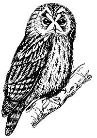 Серая неясыть (Strix aluco)