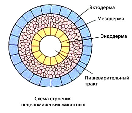 Схема строениея нецеломических животных