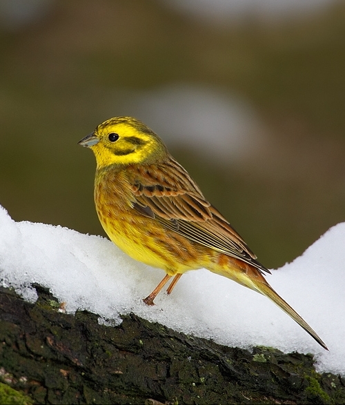 Обыкновенная овсянка (Emberiza citrinella)