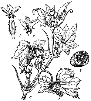 Огурец