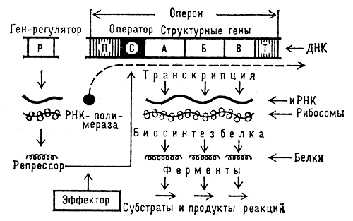 Схема регуляции биосинтеза белков-ферментов