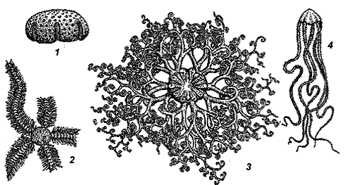 Офиуры: 1 — Ophiura robusta, 2 — Ophiacantha truncata, 3 — Asteronix loveni, 4 — Gorgonocephalus arcticus