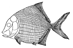 Палеониск Platysomus striatus