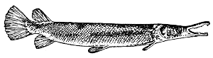 Панцирная щука Lepisosteus tristoechus
