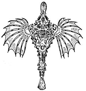 Пегас Pegasus umitengu