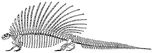 Скелет эдафозавра Edaphosaurus cruciger